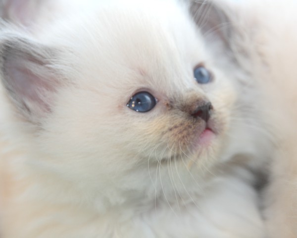 cuccioli ragdoll