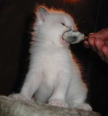 cucciolo ragdoll