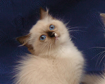 cucciolo ragdoll
