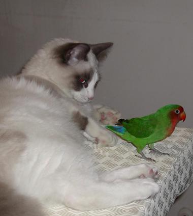 ragdoll