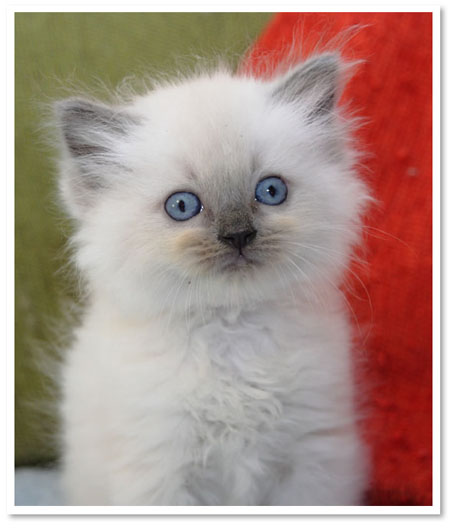 cucciolo ragdoll