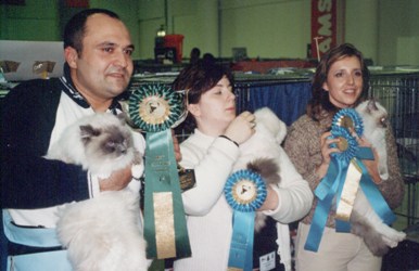 expo felina ragdoll