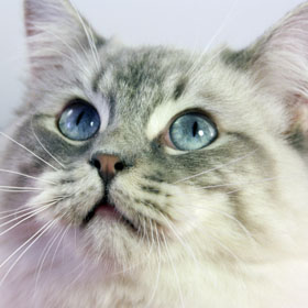 blu tabby mitted