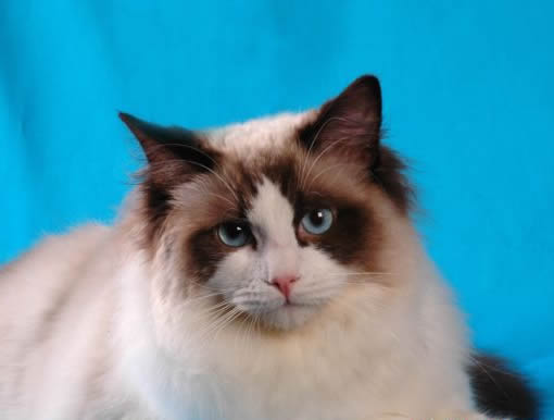 ragdoll bicolor