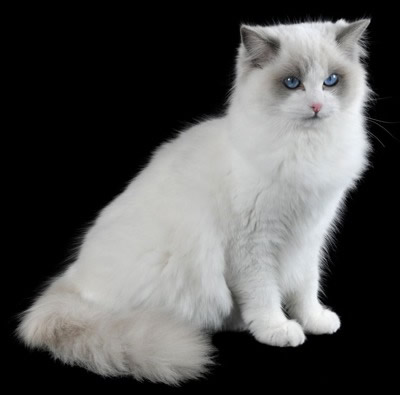 ragdoll bicolor