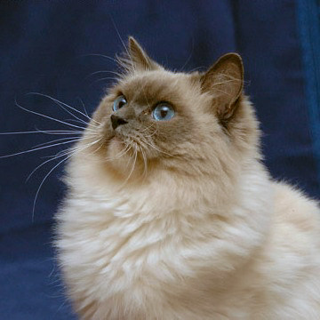 cucciolo ragdoll