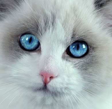 deepblueyes