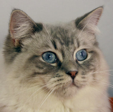 deepblueyes
