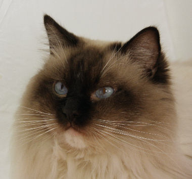 deepblueyes